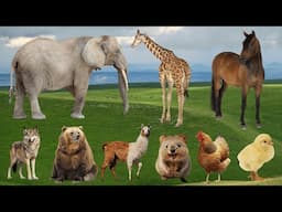 Cute Farm Animals: Elephant, Giraffe, Horse, Wolf, Bear, Mouse, Chicken – Animal Sounds