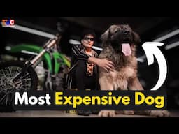 This Man Bought The Most EXPENSIVE DOG IN THE WORLD!