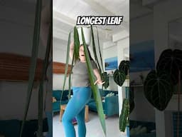Longest leaf plant! I haven't measured it yet, how long do you think it is? #anthuriumpallidiflorum