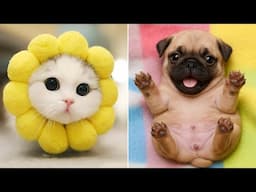 Funniest Animals 2025 😂 Best Funny Cats and Dogs 😻🐶 Part 4 | Cute Baby Dogs