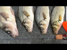 Ice Fishing for White Perch with Grass Shrimp