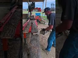 Some Interesting Popple On the Sawmill  #shorts #sawmill #woodmizersawmill #classicwood