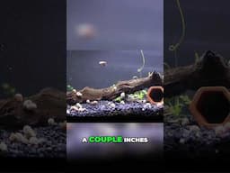 Bolivian Ram Cichlids: A Small Tank Cichlid Option?