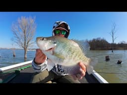 BIG CRAPPIES Love This Type of TREE! Fishing Timber with Plastic Jigs