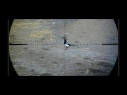Corvid Control FX King .22 FAC