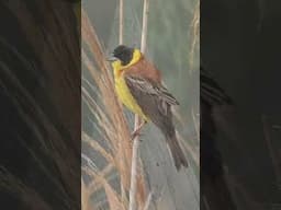 ON THIS WEEKS ADVENTURE! #shorts  #birding #wildlife #shorts #birdtube #birds #nature #photography