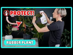 How To Protect Rubber Plant From Pests