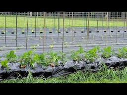 Saturday Garden Walk Through May 10, 2025