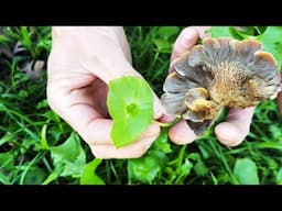 Foraging WILD GREENS & MUSHROOMS for Salad in the Woods