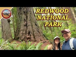 Your Perfect Day in Redwood National Park Trillium Falls, Lady Bird Johnson Grove & Freshwater Beach