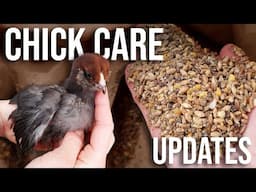 Baby Chick Care Over The Years | What We've Changed & Why (Feed, Bedding, Location & More)