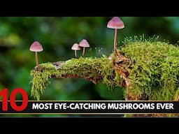 Top 10 Most Eye-Catching Mushrooms Ever