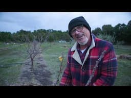 Winter Tree Care – Pruning for Better Growth and Balance