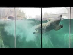 Polar bear twins explore habitat at Saint Louis Zoo for the first time