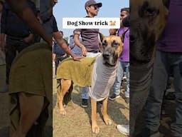 Dog show trick to keep your Dog Active 🐕  #dogshorts #ytshorts #shortsfeed