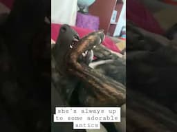 Rescue Dog is Velcro 😋 #savemissmay
