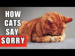 9 Secret Ways Your Cat Says "Sorry" (You’re Missing Them!)