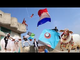 Kite & Eid Cow Last Day | Kite Lover 2025
