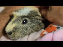 Gizmo Cuddle Time
