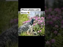 Using my iPhone to photograph the dog #englishsetter #doglife