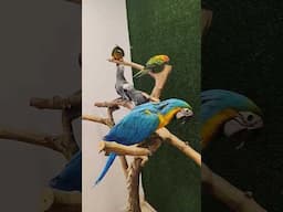 Best Quality Hand Tamed Birds #mumbai #blueandgoldmacaw #handtamedbirds #parrot