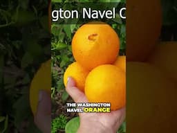 Kishu Mandarins vs Washington Navel Oranges 🍊 | Best Citrus to Grow?