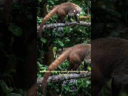 #viralshort  #facts #learning #science #shortsvideo #learn #education #nature #animals