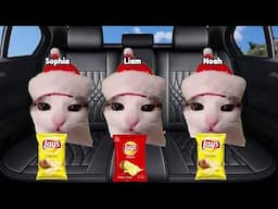 Cat Memes Family Vacation ROAD TRIP to Picnic