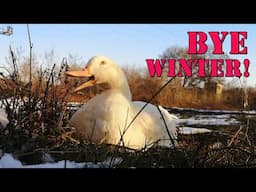 Duck takes a nice Shower on the Last Day of Winter!