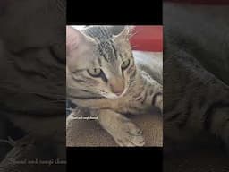 நம்ம கிட்ட இருக்கிறது என்னமோ கஷ்டமும் கடனும் தான் #shorts #viralshorts #trending #funnyshorts #cat