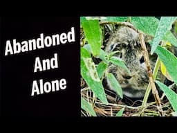 Abandoned at the Park 💔 | Guinea Pig Rescue