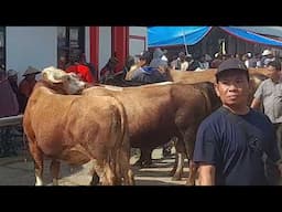 H-2 Harga idul adha  2025 SAPI DI PASAR SAPI SUMBERLAWANG MEROKET