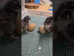 Hatching Olive Egger Chicks | Nichols County