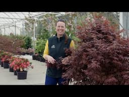 PETITTI Japanese Maple Tree Spotlight | How to Grow and Care For Acer palmatum