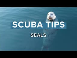 Diving With Seals | Scuba Tips | @simplyscuba