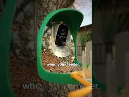 Smart Bird Feeder Captures Your Favorite Moments On The Fly #CES2025 #Hixx #BirdFeeder