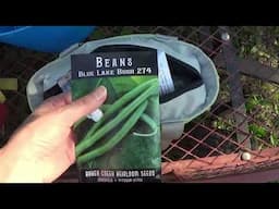 Planting The Bush Beans, What Is The Best Bush Beans For Canning