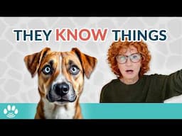 What If Pets Know What You're Thinking?