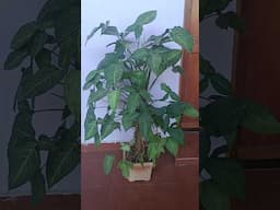 My Sygonium plant grew up day by day/huge Sygonium plant