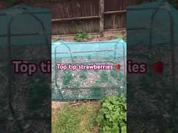 Protecting strawberries 🍓 #allotmentlife #growyourownfood #allotment