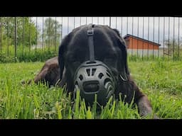 The Struggle for Survival The Life of My Old Labrador as It Is