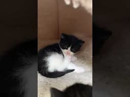 Adorable Kittens🐈 Interesting facts about kittens🐱 For Kids