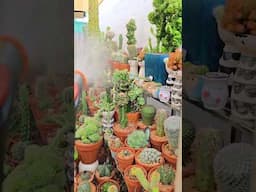 watering day for my cacti collection | bikolanahardinera #shortvideo #cactus #watering