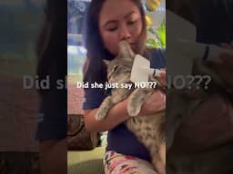 She just say No 😱 #cat #shortvideo #petsunited #petshub #shortsfeed  #yt