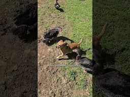 Minion gets picked on by Lady Jade #narrowayhomestead #theoneandonlyminion #farmdog #duckling