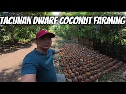 TACUNAN DWARF COCONUT FARMING 2025.