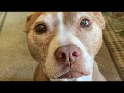 Unwanted shelter dog is adopted after 8 years