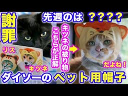 2025ｰ05−18 保護猫たちの「ほっこり猫ライブ」ハッチ＆マック＋黒猫めめ＋がんサバイバーママ Cat live Stream in Japan -Cat Life TV
