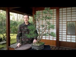 Two year Pinus Mugo bonsai transformation (Yamadori)