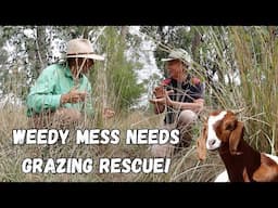 Weeds Are Winning! Fixing Failed Revegetation Zone with Goats